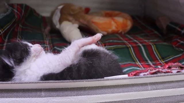 선천적 기형으로 다리없이 태어난 카레, 레오같은 장애묘들에게 입양의 기회는 없는걸까요? /Are cats born without legs difficult to adopt? смотреть онлайн