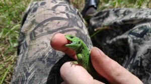 Большая охота на ящериц в лесу