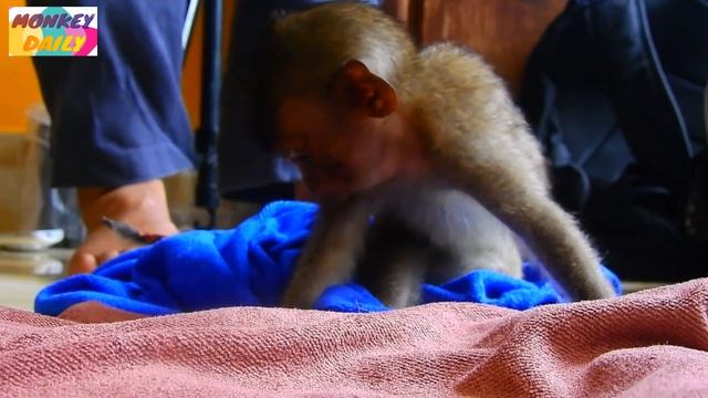 Update Lori! Yes Lori Hungry Eat Food A Lot | Lori Turn Around Call Her For Food | Monkey Daily 158