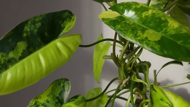 ФИЛОДЕНДРОНЫ в коллекции / ОБЗОР филодендронов + мой УХОД / ГРУНТ, освещение, ПОЛИВ смотреть онлайн