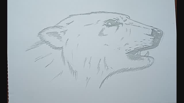 Как нарисовать белого медведя \\ голова белого медведя - карандашный рисунок смотреть онлайн