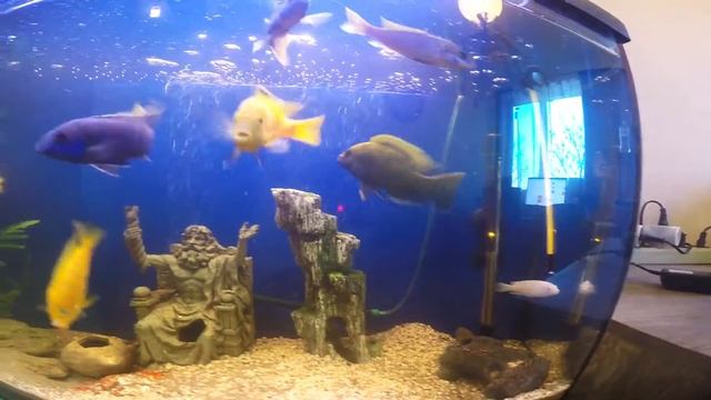 Леопард золотой (Nimbochromis venustus) смотреть онлайн