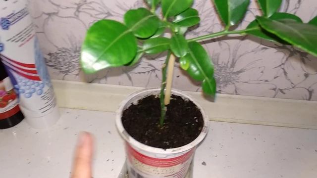 Каффрский лайм, экземпляр моей коллекции цитрусовых растений смотреть онлайн