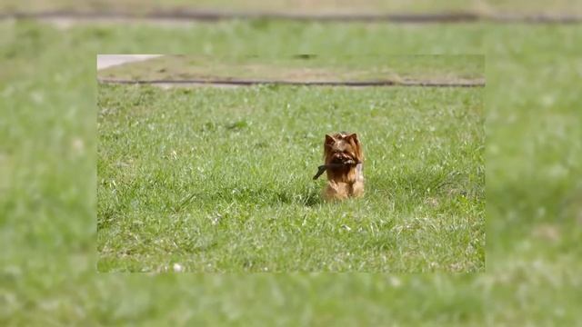 10 Самых Маленьких Пород Собак для Квартиры смотреть онлайн