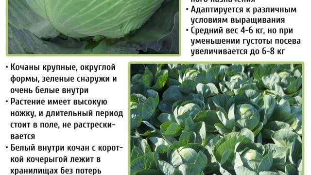 КАПУСТА ГИГАНТ F1 (ЖЕАНТ F1) - АДАПТИВНЫЙ, УНИВЕРСАЛЬНЫЙ, ОЧЕНЬ УРОЖАЙНЫЙ ГИБРИД смотреть онлайн