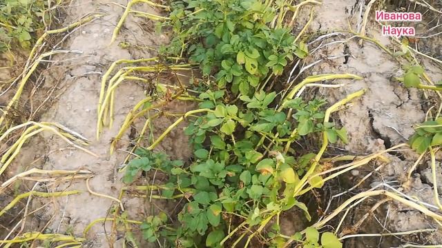 Как раз и навсегда избавиться от фитофторы и как работают препараты биологической защиты. смотреть онлайн