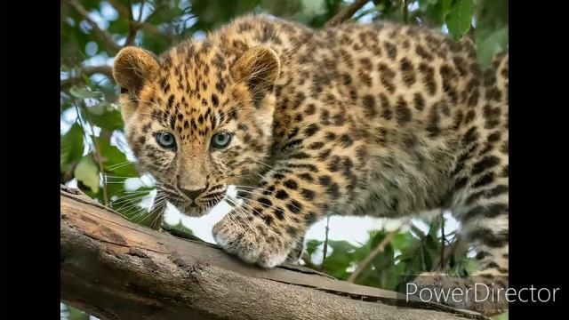 Big cats. Большие кошки смотреть онлайн