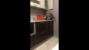 Как мяукают сиамские коты.