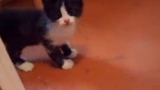 Котенок акробат (Kitten acrobat) смотреть онлайн