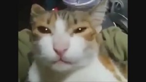 Говорящие коты! Лучшая подборка №1