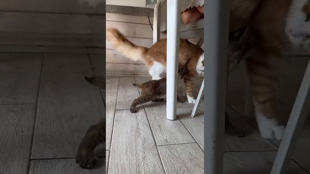 Игры больших и очень больших котов ? #совершенство #игры #рысь #мейнкуны смотреть онлайн