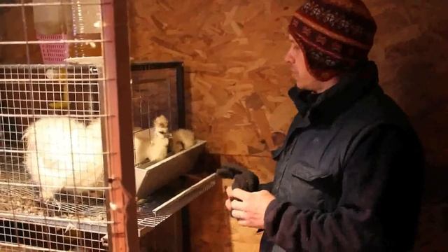 Клеточное содержание кур//как кормить