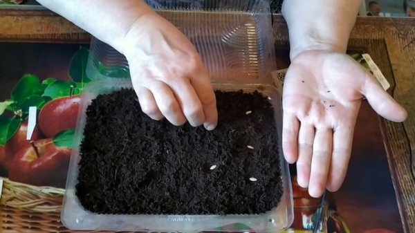 Сеем огурцы для теплицы .