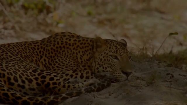 Шри Ланка Дикая природа - дикая природа шри-ланки - чарующая шри-ланка смотреть онлайн