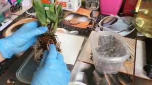 Дендробиум Хибики. Обзор новой орхидеи. Уход и пересадка.