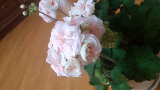 PAC Salmon Komtess пеларгония смотреть онлайн