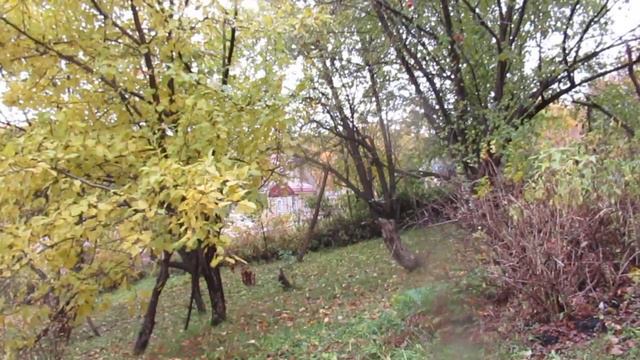 Осень моя златорунная: липы, берёзы, клёны... смотреть онлайн