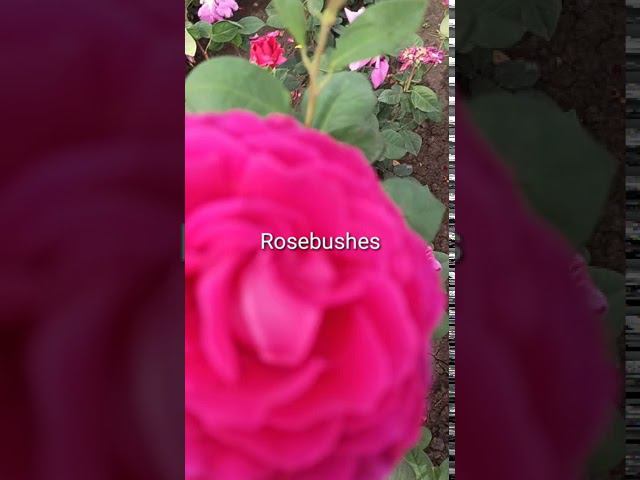 Малиновый звон, Римоза, Цезарь @rose_bushes161 смотреть онлайн