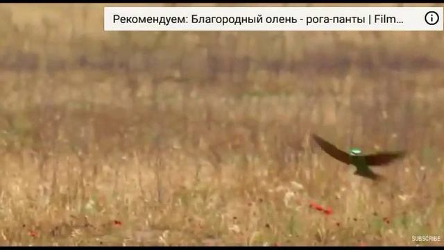 Зелёная щурка. Читать описание. смотреть онлайн