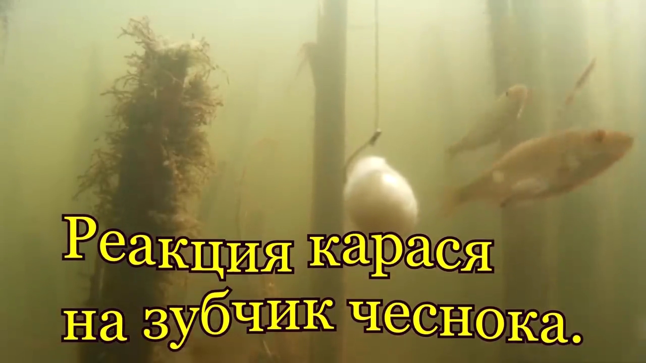 Реакция карася на зубчик чеснока. Подводные съемки. смотреть онлайн