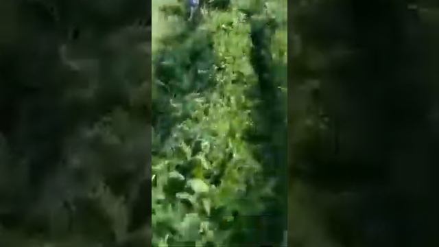 Лето ,рыбалка, озеро в Шикъара!!! смотреть онлайн