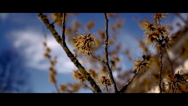 Easter green - Sony Alpha 7 III FE 28mm/F2 Cinematic Look смотреть онлайн
