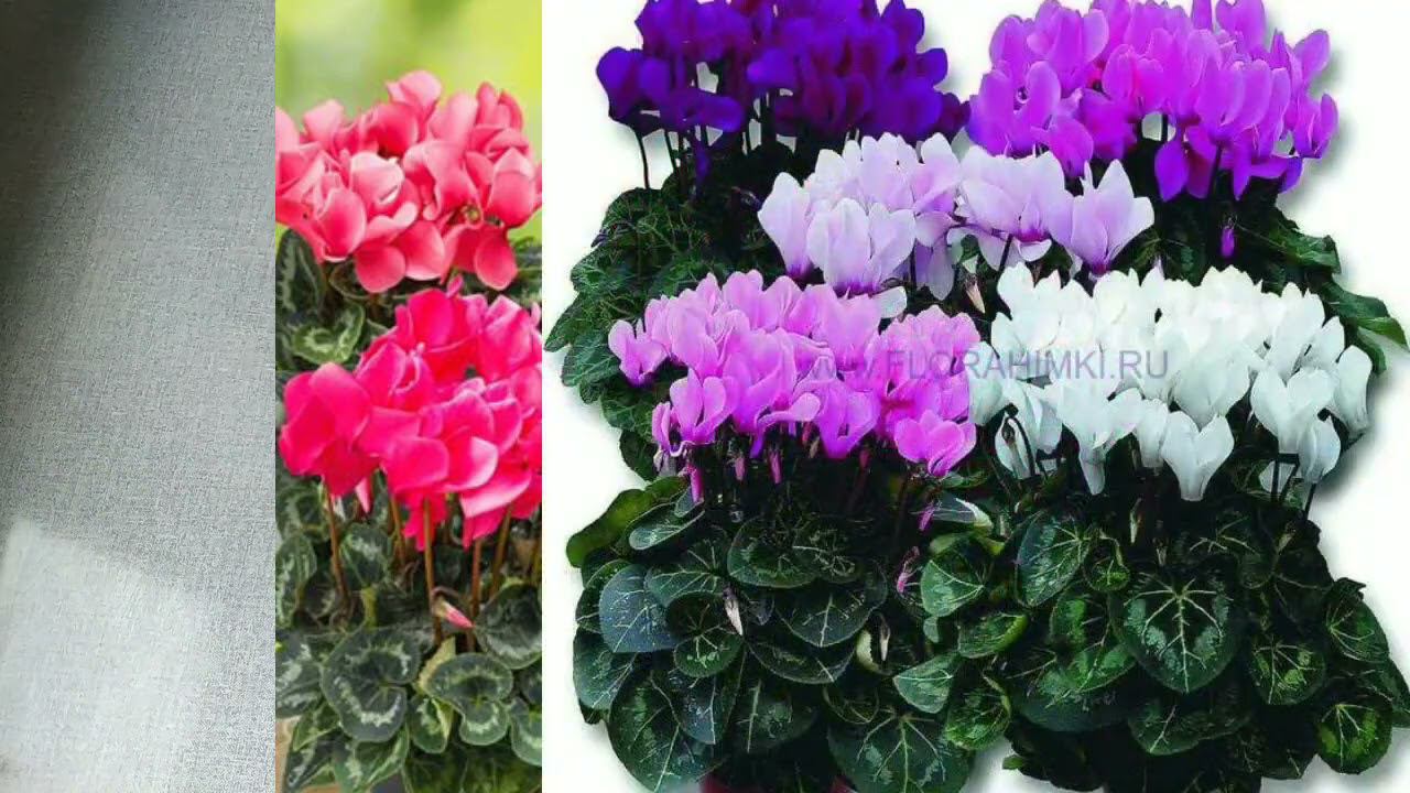 Зелёный Подарок от Ирочки! Огромный Цикламен и Золотой Ус #распаковка #цикламен #золотойус смотреть онлайн