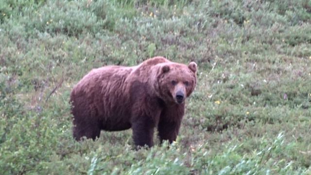 Медведь готовится к нападению. смотреть онлайн