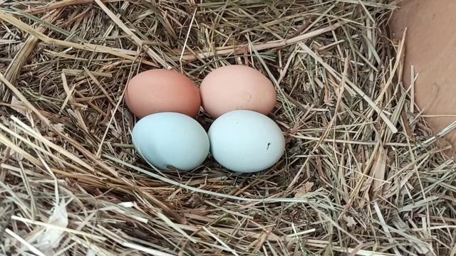 два голубых яйца кур породы амераукана смотреть онлайн