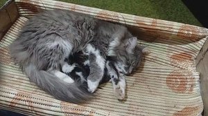 КОТЯТА И МАМА!!!???