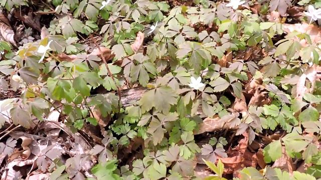 Capital Naturalist: Wood Anemones смотреть онлайн