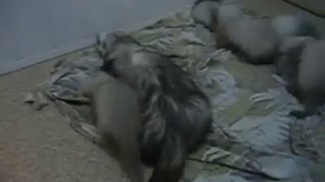 Щенки Алисы смотреть онлайн