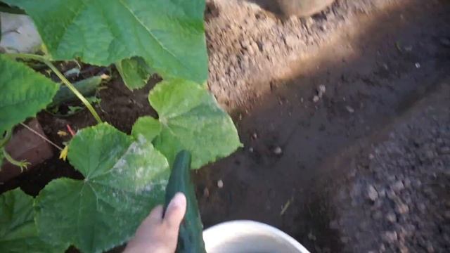 Я в Шоке! Огурец 0,5 метра!!! Мега полметровый огромный огурец! С нашей дачи! смотреть онлайн