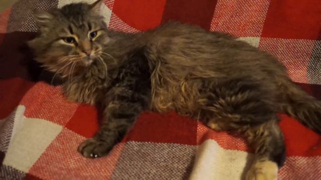 Кот Вася. смотреть онлайн