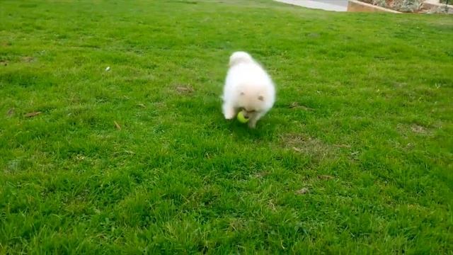 Померанский Шпиц карликовый цвергшпиц Маленькое чудо !!! Boo Spitz toy pomeranian смотреть онлайн