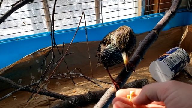 скворец ест с руки смотреть онлайн