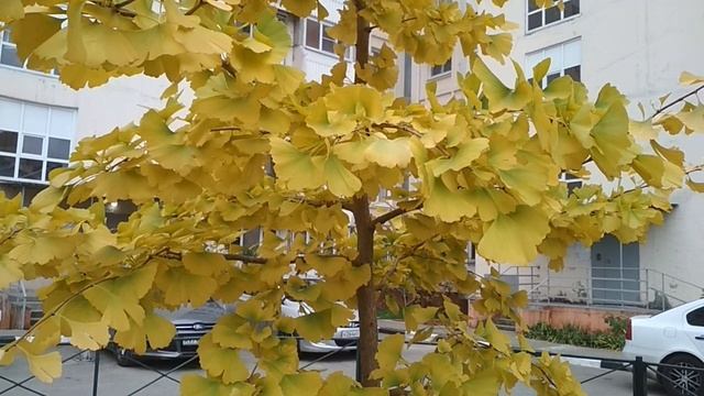 Уникальное дерево Гинго Билоба. смотреть онлайн