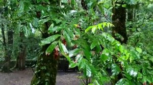 Матрица Гаряева для Сна Шум дождя  грома МУЗЫКА ЗВУКИ ПРИРОДЫ И ВОДЫ пение птиц ДЛЯ СНА И РЕЛАКСАЦИ