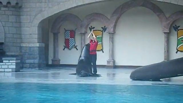 Splashing Whale & Dancing Walrus смотреть онлайн