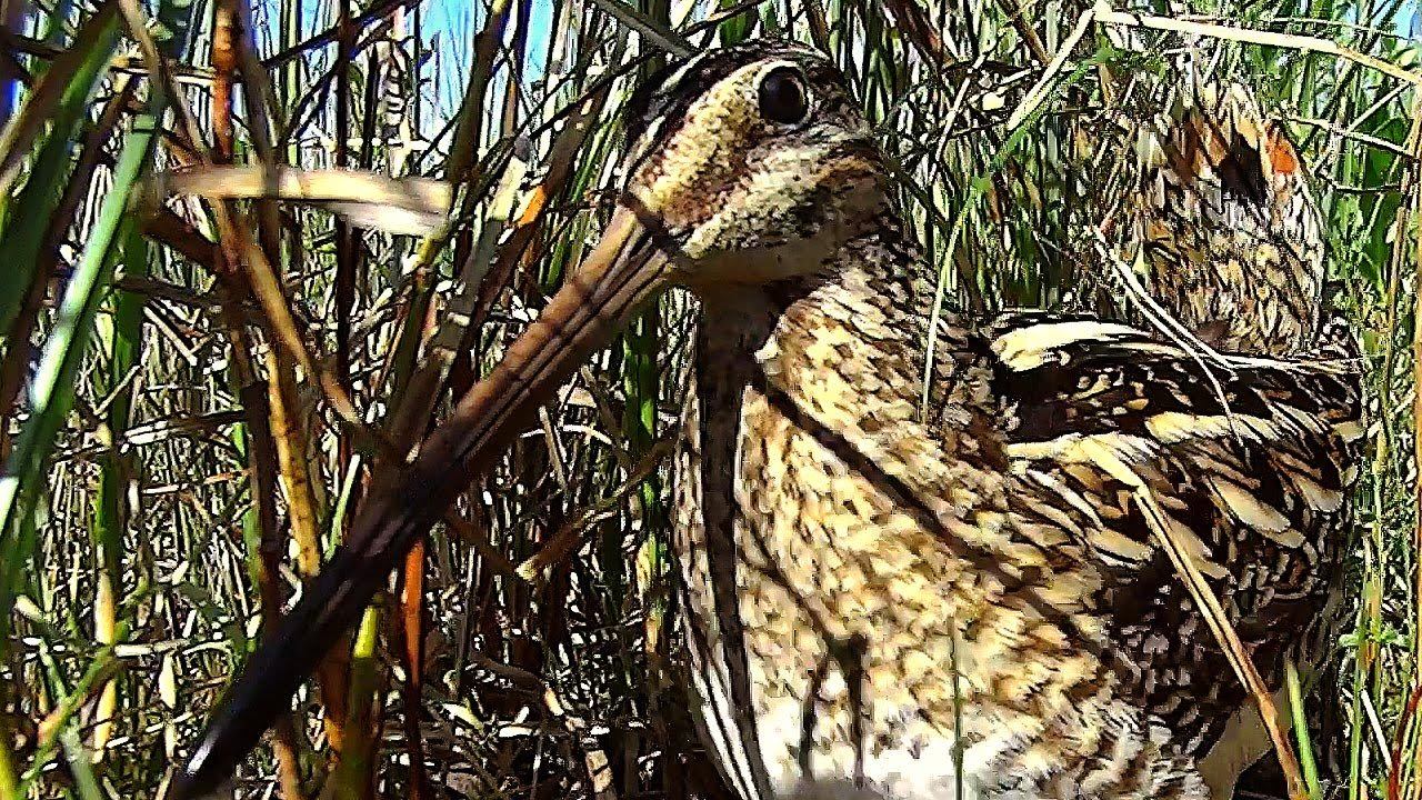Бекас (Gallinago gallinago) - Common snipe and chicks смотреть онлайн
