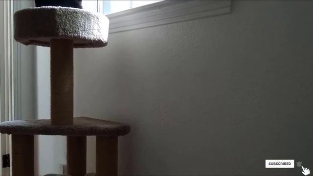 Top 10 Best Cat Trees Review In 2024 смотреть онлайн