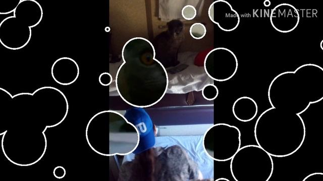 Фото альбом моего кота последняя часть