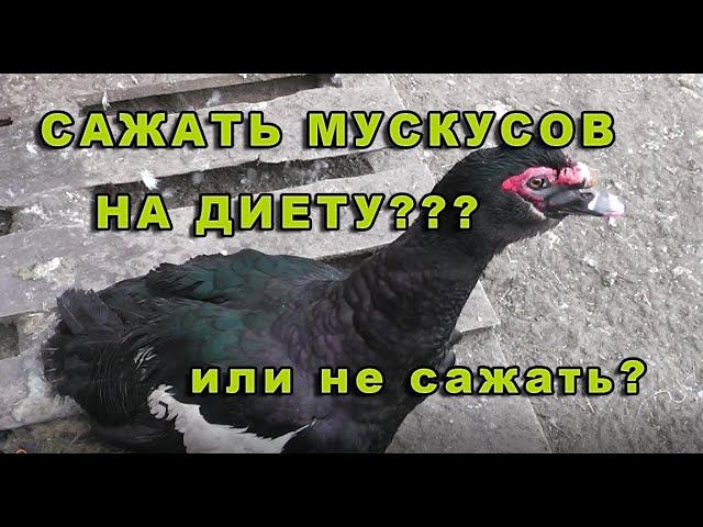 Ожирение у мускусных уток, что же делать? смотреть онлайн