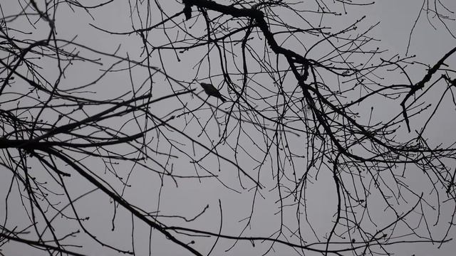 Просто маленькая птичка .Синица хохлатая (гренадёр) смотреть онлайн