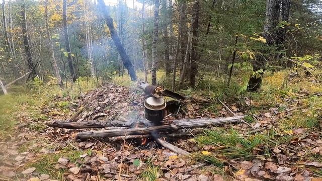 Охота с Фокстерьером на рябчика в Манской тайге. Красноярский край, Восточный Саян. 19.09.2021 смотреть онлайн