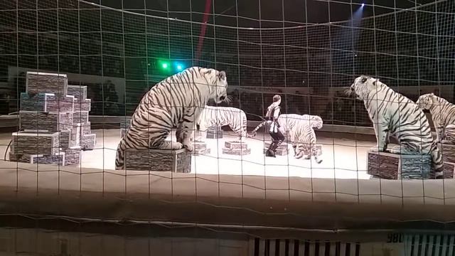 новогоднее представление цирк 2019 тигры смотреть онлайн