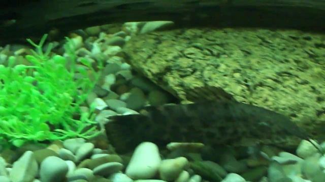 АКВАРИУМНЫЕ ЗОЛОТЫЕ РЫБКИ! ДОСТАВКА КИЕВ! http://zolotayarybka.zakupka.com/ смотреть онлайн