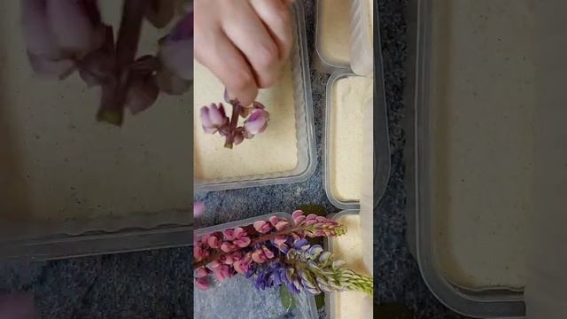 Как сушить люпины? Сушка люпинов в манке. Handmade. Сушка цветов своими руками. смотреть онлайн