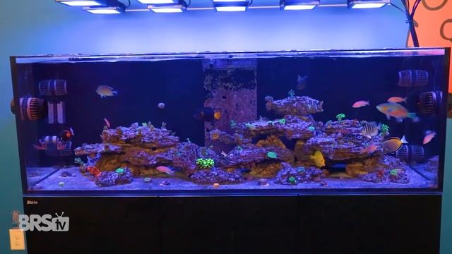 Why most reefers are choosing these TOP Protein Skimmers of 2019! смотреть онлайн