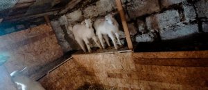 Нашим козлятам месяц, жизнь в деревне!